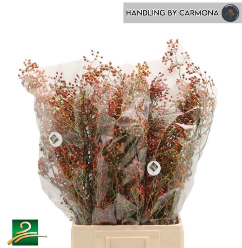 Rosa 'Corallo' (rozenbottel)
