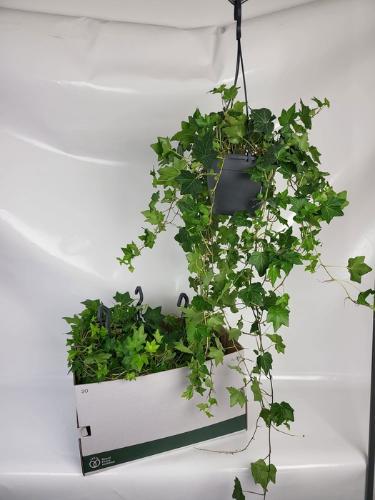 Hedera helix 'Brigitte'