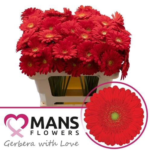 Gerbera mini 'Ketchup'