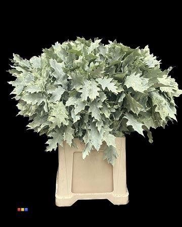 quercus overig kleurbehandeld H%