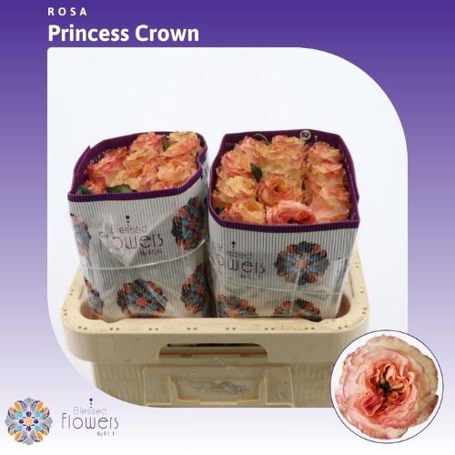 Rosa grootbloemig Princess Crown