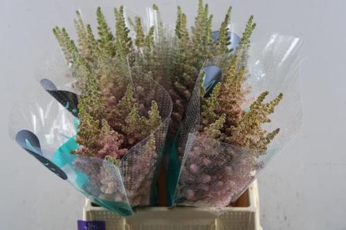 Astilbe chinensis 'Vision Inferno'