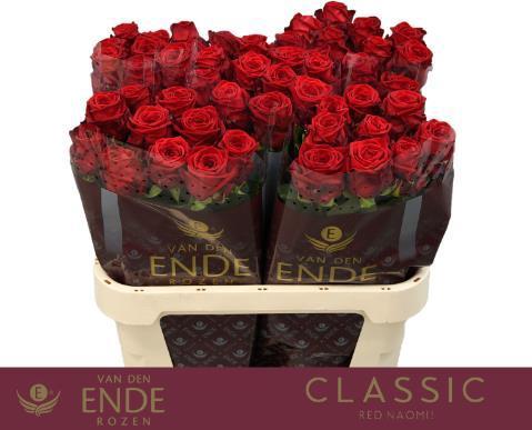 Rosa grootbloemig Red Naomi!