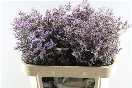 Limonium Safora Pink Sky