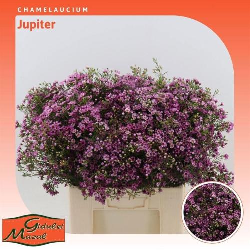 Chamelaucium uncinatum 'Jupiter'