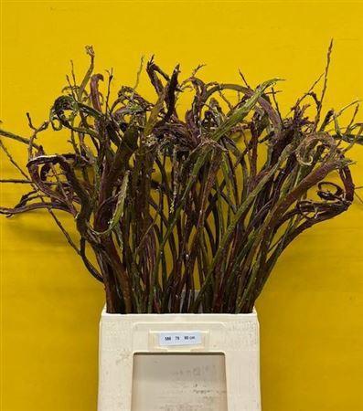 Salix udensis 'Sekka'