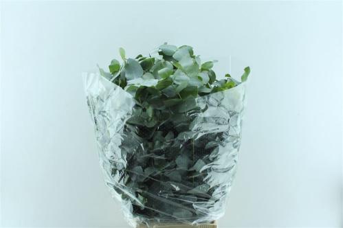 Eucalyptus per bos cinerea