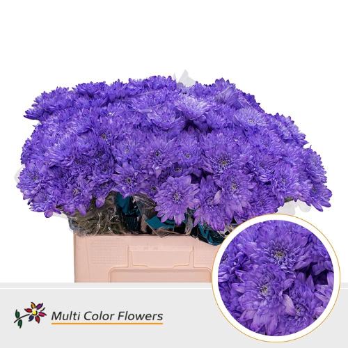 Chrysanthemum Indicum Grp tros kas kleurbehandeld H%