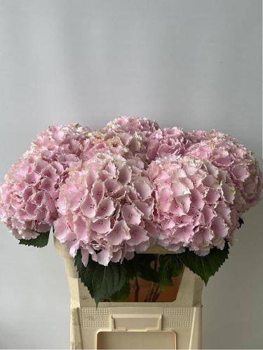 Hydrangea macrophylla 'Verena'
