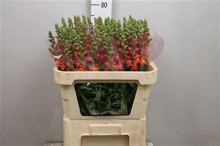 Antirrhinum majus 'Animation Orange'