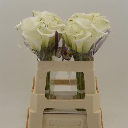 Zantedeschia White Art