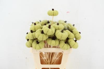 Huis en tuindecoratie overig H%