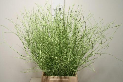 Betula kleurbehandeld H%