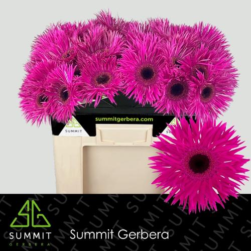 Gerbera grootbloemig spinvormig Spider Nola