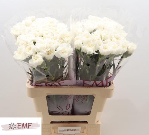 Dianthus standaard Everest