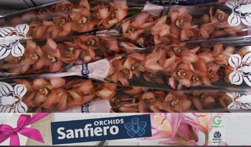 Cymbidium grootbloemig per tak Alexandra Beauty 'Browny'