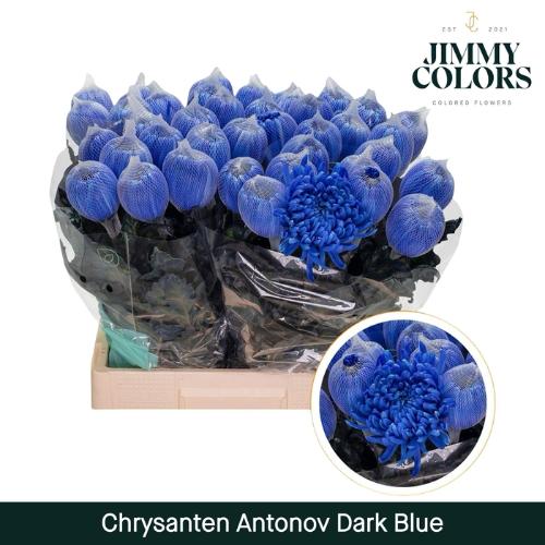 Chrysanthemum (Indicum Grp) geplozen Antonov kleurbehandeld H%