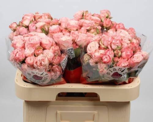 Rosa tros Madam Bombastic