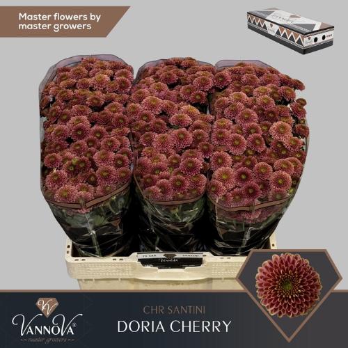 Chrysanthemum Indicum Grp tros santini Aaa Doria Cherry