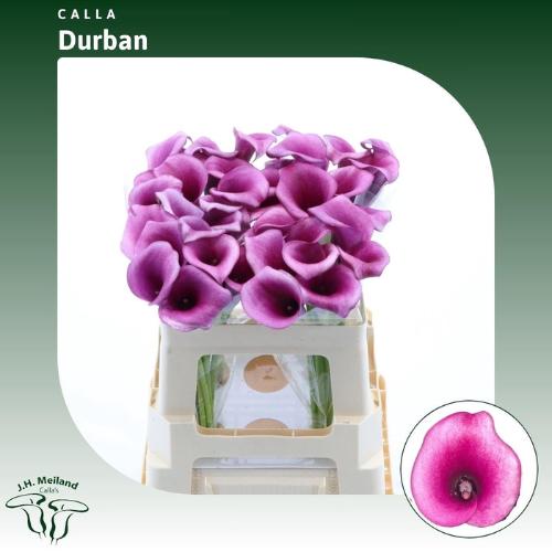 Zantedeschia 'Durban'