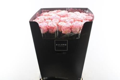 Rosa grootbloemig Sophia Loren