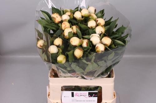 Paeonia Lactiflora Grp 'Duchesse de Nemours'