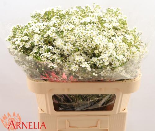 Chamelaucium uncinatum 'Ofir'