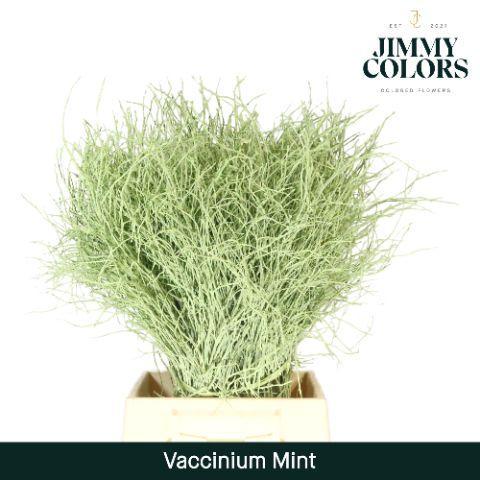 Vaccinium kleurbehandeld H%