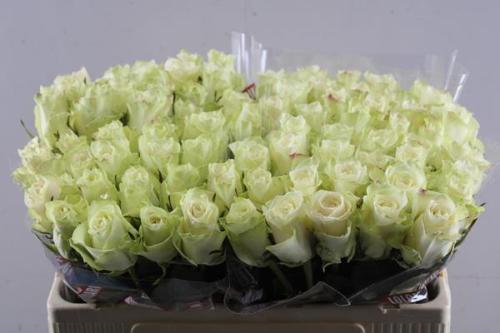 Rosa grootbloemig Athena