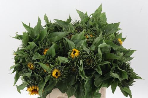 Helianthus annuus 'Sunrich Orange'