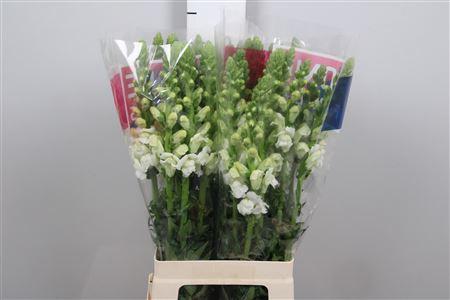 Antirrhinum majus 'Maryland White'
