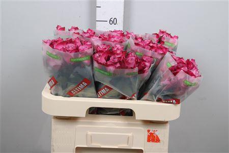 Rosa grootbloemig Deep Purple