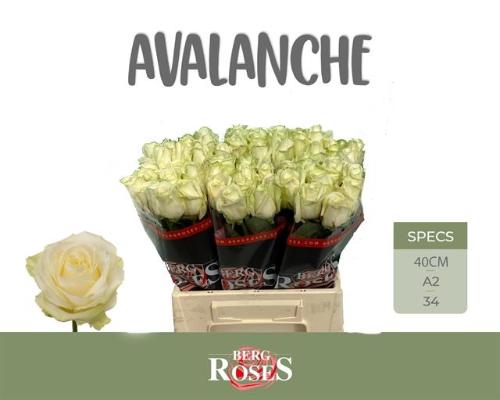 Rosa grootbloemig Avalanche+