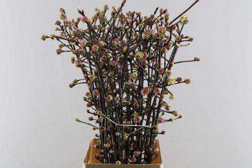 Viburnum bodnantense 'Charles Lamont'