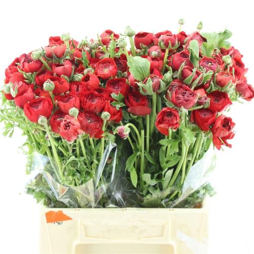 Ranunculus asiaticus 'Elegance Red'
