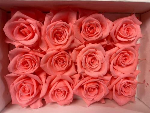 Rosa grootbloemig kleurbehandeld H%