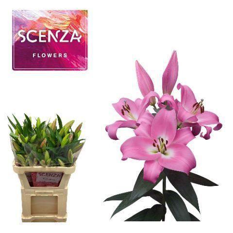 Lilium Oriental x Trumpet Grp 'Tabledance'