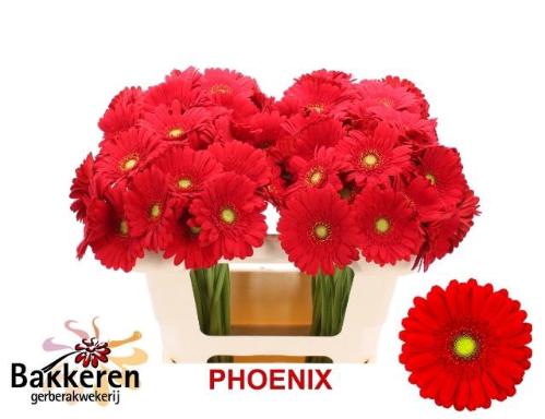 Gerbera mini Phoenix