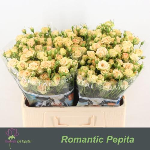 Rosa tros Romantic Pepita