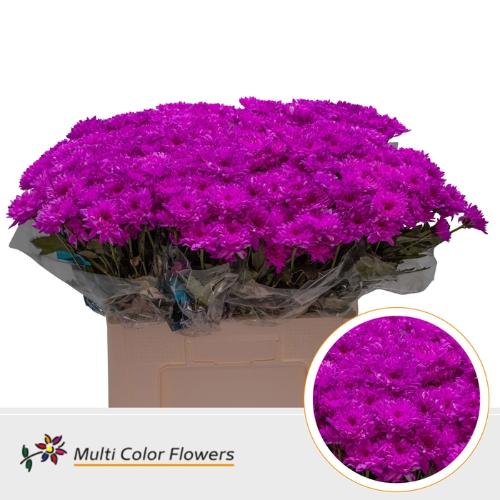 Chrysanthemum Indicum Grp tros kas kleurbehandeld H%
