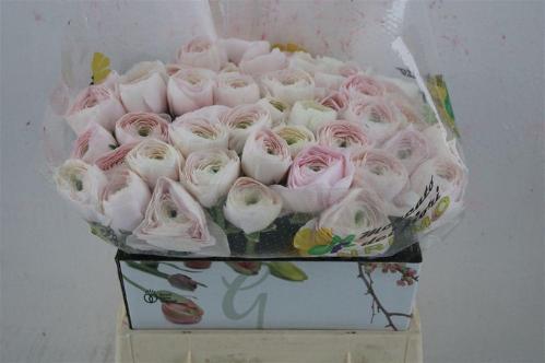 Ranunculus asiaticus Succes Hanoi