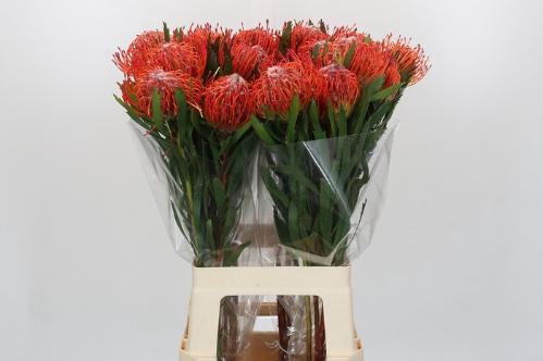 Leucospermum cordifolium 'Tango'