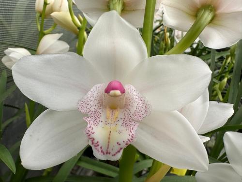 Cymbidium mini per tak 'Barbara'