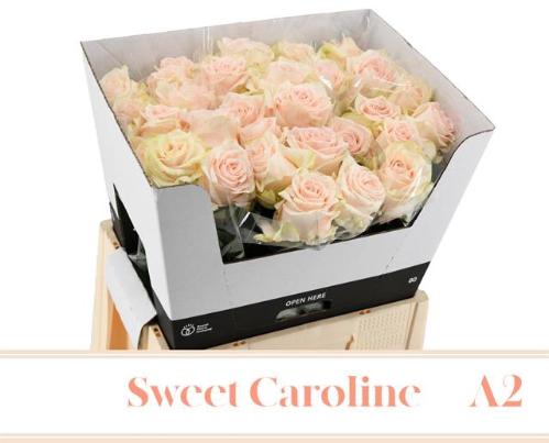 Rosa grootbloemig Sweet Caroline