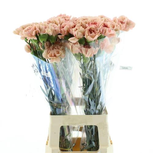 Dianthus standaard Caramel