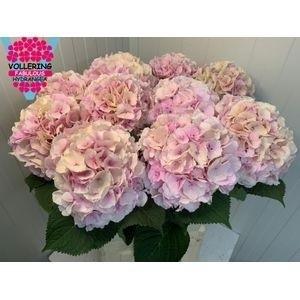 Hydrangea macrophylla 'Verena' (classic)
