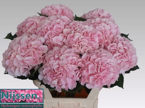 Hydrangea macrophylla 'Verena'
