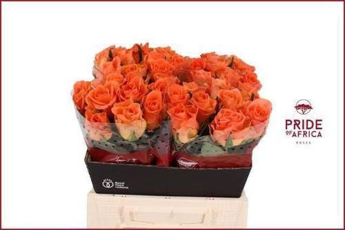 Rosa grootbloemig On Fire