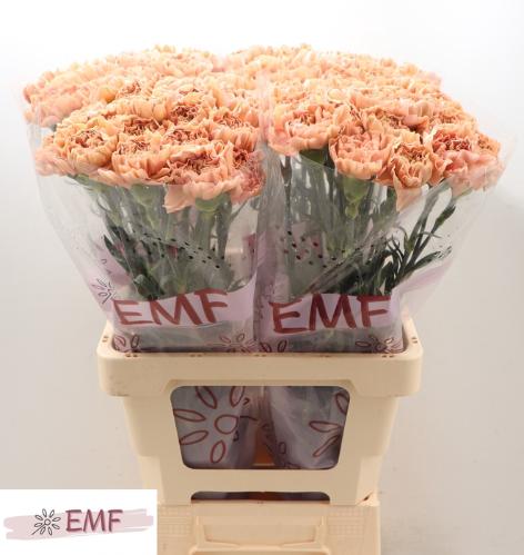 Dianthus standaard Saona+