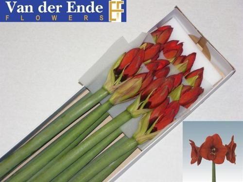 Hippeastrum Galaxy Grp 'Red Lion'